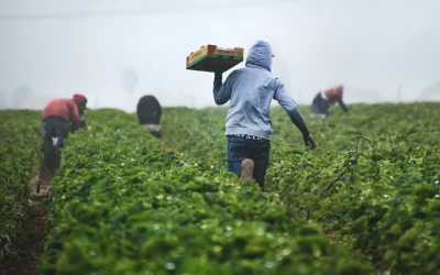 Partenariat ADEPT et FAO : Promouvoir l’impact positif des migrations et réduire la pauvreté rurale